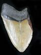 Partial Megalodon Tooth - Monster Tooth! #21943-1